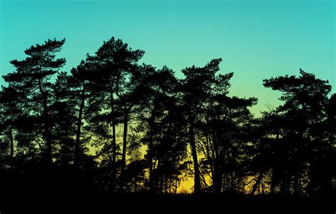 Silhouette forest at sunset Photograph by Marcel Kerdijk - Fine Art America