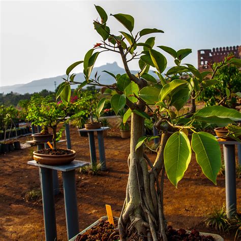 Banyan Tree (Ficus benghalensis) | Tooth Mountain Nursery