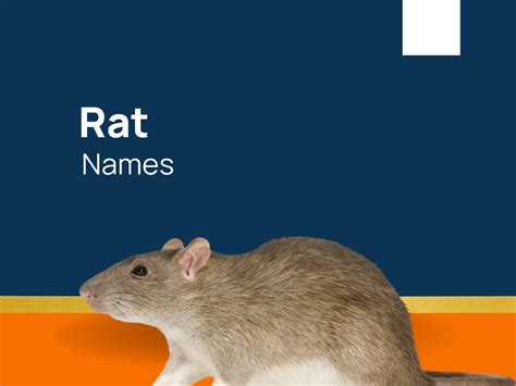 1040+ Rat Names For Your Rodent Buddy! (+Generator)