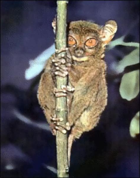 Tarsiers | Tarsier Facts | Philippine | Monkey