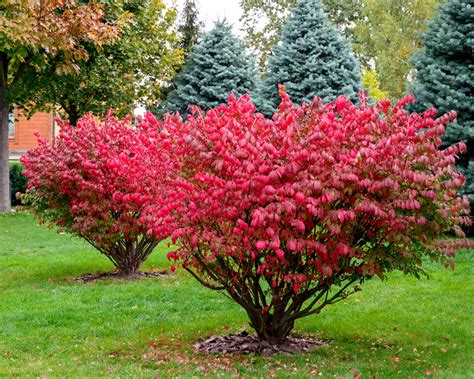 Burning Bush | Stunning Fire Engine Fall Red Color - PlantingTree