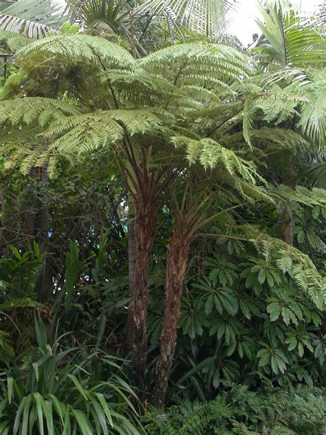 Cyathea cooperi (Cyatheaceae) image 8166 at PlantSystematics.org