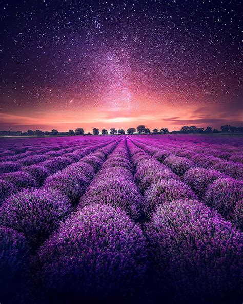 HD wallpaper: purple flower field, landscape, lavender, plant, flowering plant | Wallpaper Flare