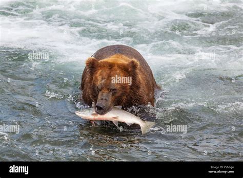 Grizzly bear on Alaska Stock Photo - Alamy