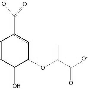 Biology 403, Spring 2004: Key for Final