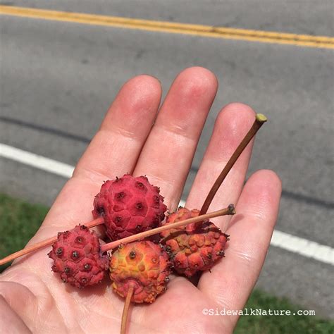 Is Kousa Dogwood Fruit Edible? - Healing Picks