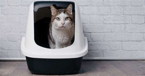 6 Sustainable Cat Litter Alternatives | Hillrose Pet Resort