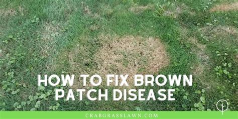 Getting Brown Spots in your Lawn? Causes + How to Get Rid of Brown ...