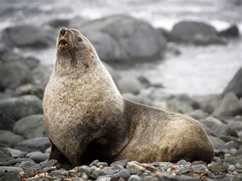 Climate change threatens to make the antarctic fur seal extinct | The Independent | The Independent