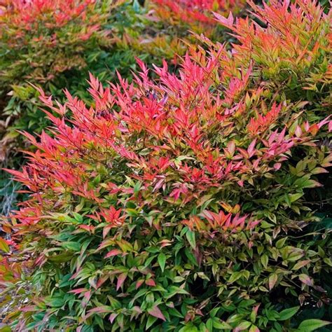 Nandina Varieties Chart