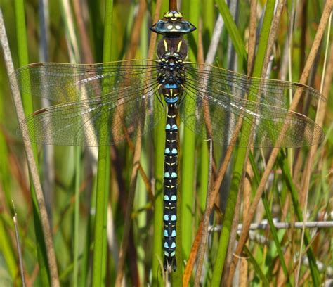 Common Hawker - British Dragonfly Society