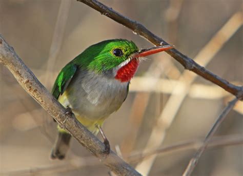 Pin on Birds