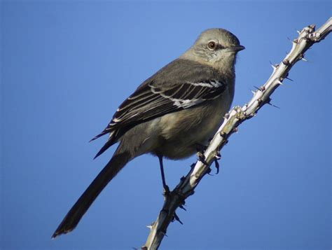 Butler's Birds: Early Birds