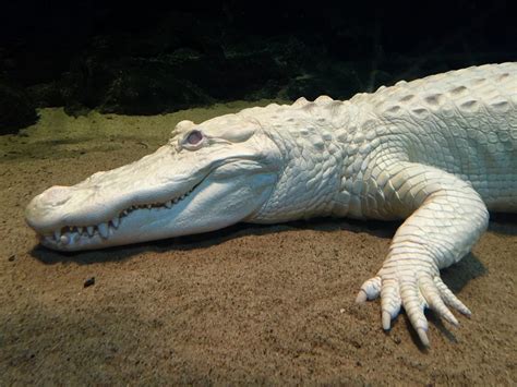 The Secret World of Albino Crocodiles 🐊 — Dan's Pet Care