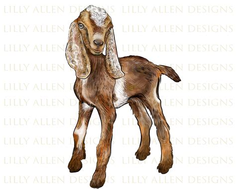 Nubian Baby Goat Png Baby Goat Png Sublimation Designnubian - Etsy ...