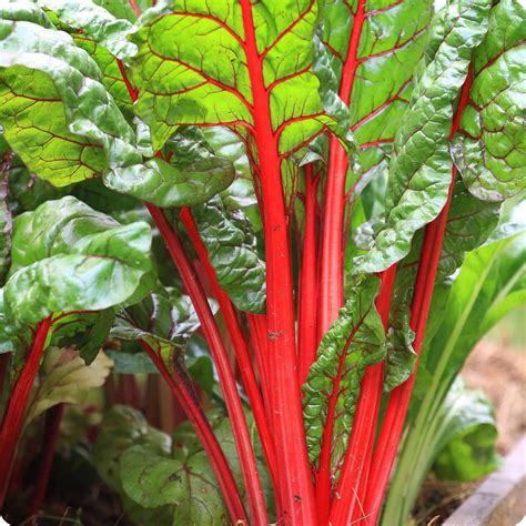 How To Store Red Chard | Storables