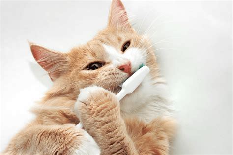 Do You Have These 4 Important Pet Dental Supplies? | Vetsource