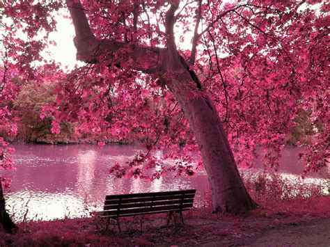 Photo of cherry blossom tree HD wallpaper | Wallpaper Flare