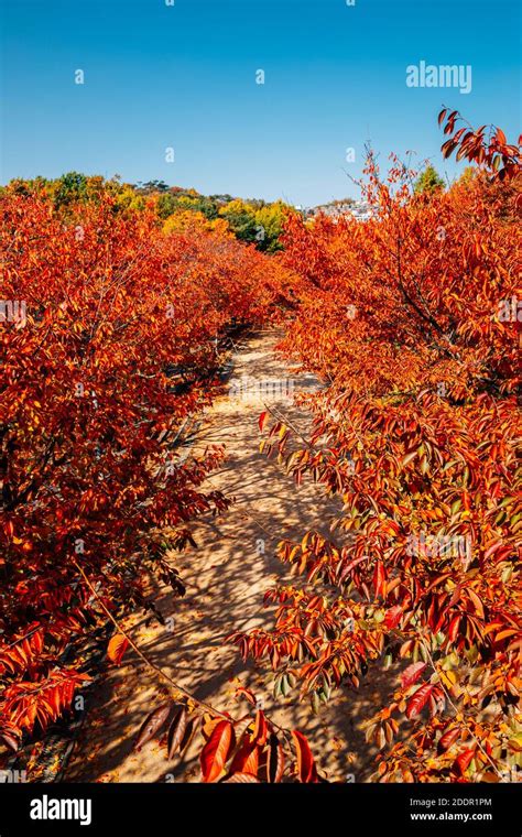 Seoul forest park, Autumn trees road in Korea Stock Photo - Alamy