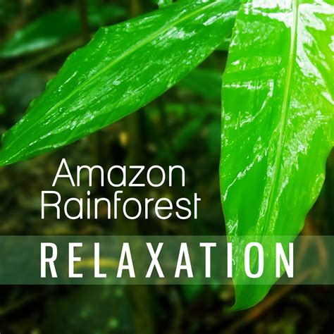 ‎Amazon Rainforest Relaxation: Healing Music Therapy - Exceptional ...