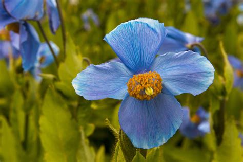 China's Flora Tour: Why flowers on plateaus are often blue? - CGTN