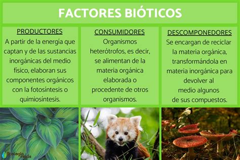 Factores Bióticos y Abióticos, diferencias y características - Cuadro ...