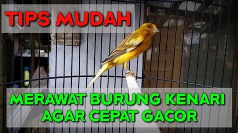 TIPS MERAWAT BURUNG KENARI AGAR CEPAT GACOR UNTUK PEMULA - YouTube