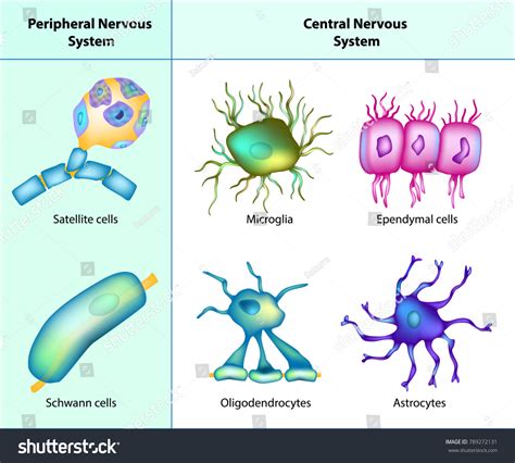 Vektor Stok Types Neuroglia Oligodendrocytes Astrocytes Microglia ...