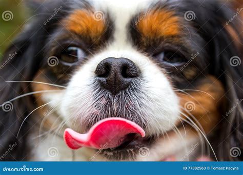 Funny Head of a Dog with Pink Tongue, Cavalier King Charles Spaniel ...