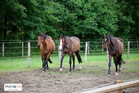 11 Best Jumping Horses for a Great Show (W/ Photos & Videos)