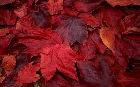 Red Leaves HD Wallpapers on WallpaperDog