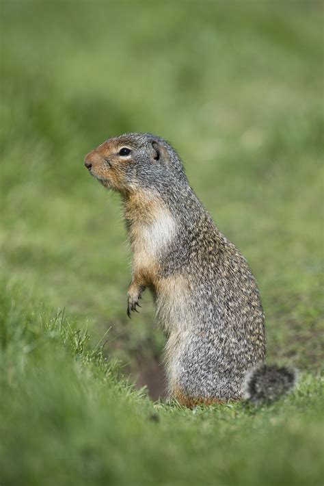 Ground Squirrel Profile