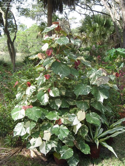 PlantFiles Pictures: Talipariti, Cottontree, Mahoe, Sea Hibiscus, Variegated Beach Hibiscus ...