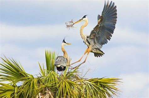 Birding Basics | Cooperative Bird Behavior