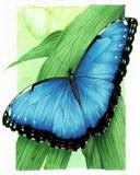 Butterfly Wallpaper - Download to your mobile from PHONEKY