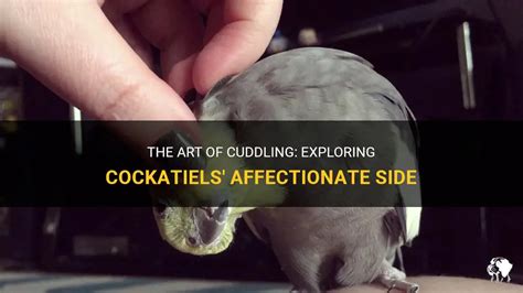 The Art Of Cuddling: Exploring Cockatiels' Affectionate Side | PetShun