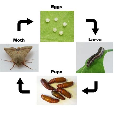 Helicoverpa armigera life cycle | Proyectos, Ciencia