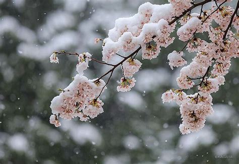 Cherry Blossom + Snow | 雪 桜, フラワー, 幻想的