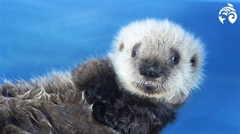 Cutest Sea Otter Pup | Meet Hardy | Vancouver Aquarium - YouTube