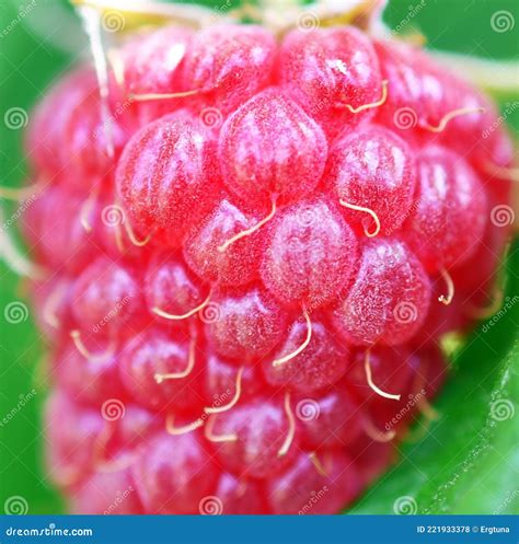 Close-up of Rubus Idaeus, Red Raspberry Stock Photo - Image of crop ...