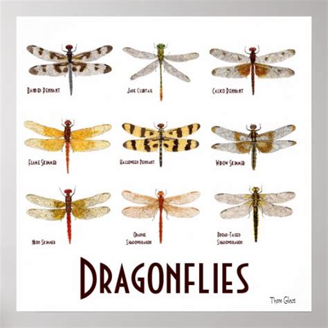 9 Dragonfly Species Poster | Zazzle