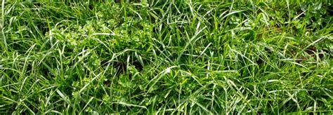 How to Grow Tall Fescue Grass - Gecko Green