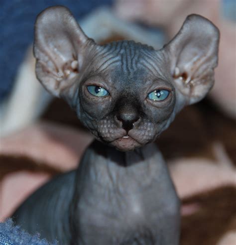 Pin by miss šñãžè on Hairless Cats! | Elf cat, Cute cats, Hairless cat