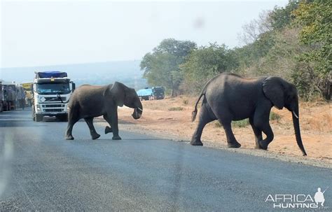 Elephant Rural-urban Migration As SADC Human-elephant Conflict Increases | AfricaHunting.com