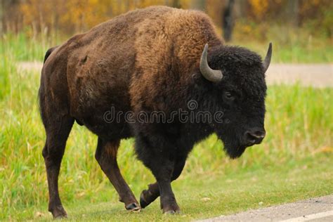 Plains Bison stock photo. Image of endangered, mammal - 28458782