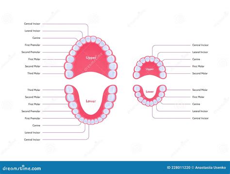 Dental Jaw and Tooth Anatomy Chart. Vector Biomedical Illustration ...