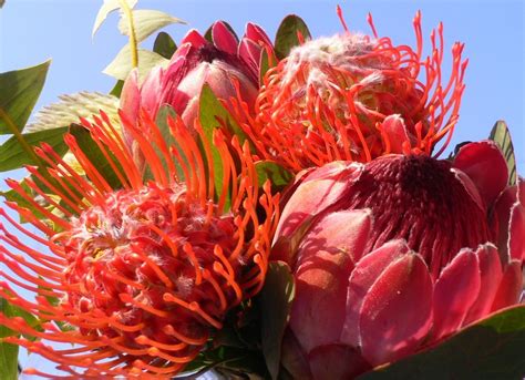 Protea Bouquet (Flowers of South Africa) - a photo on Flickriver