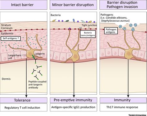 Langerhans Cells – The Macrophage in Dendritic Cell Clothing: Trends in Immunology