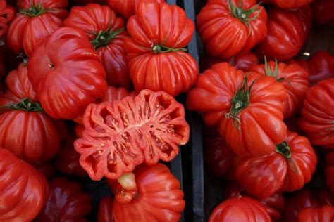 Growing Big, Red, Juicy, Beefsteak Tomatoes