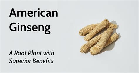 American Ginseng: A Root Plant with Superior Benefits - Thye Shan ...